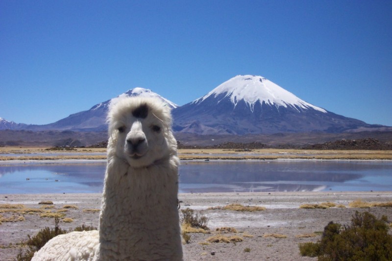 Tierwelt von Putre, Chile