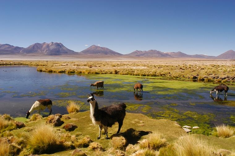 Tierwelt von Putre, Chile