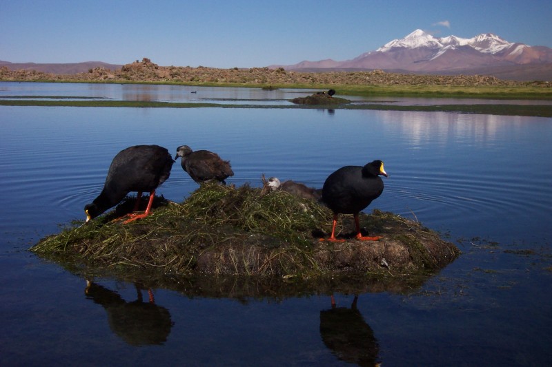 Lauca Nationalpark, Putre, Chile