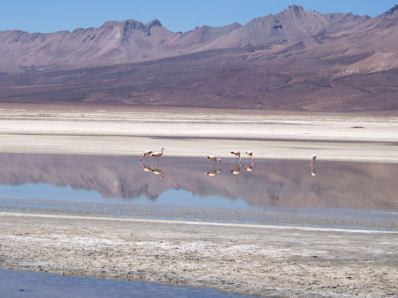 Flamingos im Salar de Surire, Putre, Chile