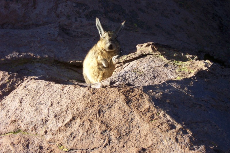 Hasenmaus, Tierwelt in Putre, Chile