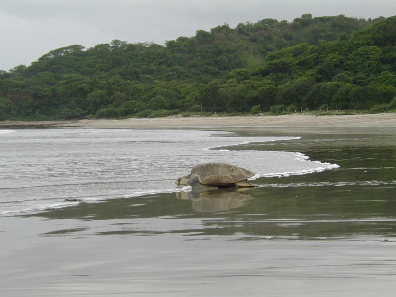 Playa La Flor, San Juan del Sur, Nicaragua