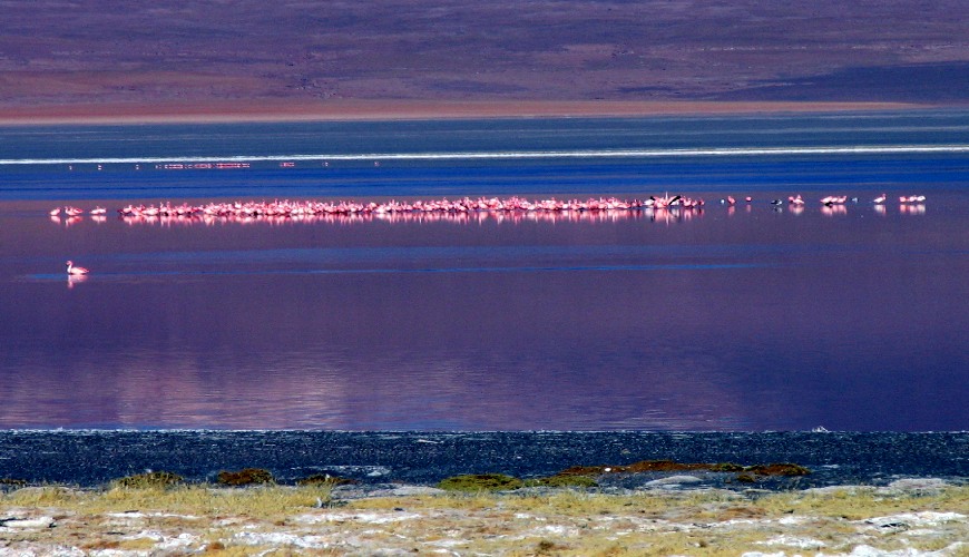 Laguna Colorada Bolivien