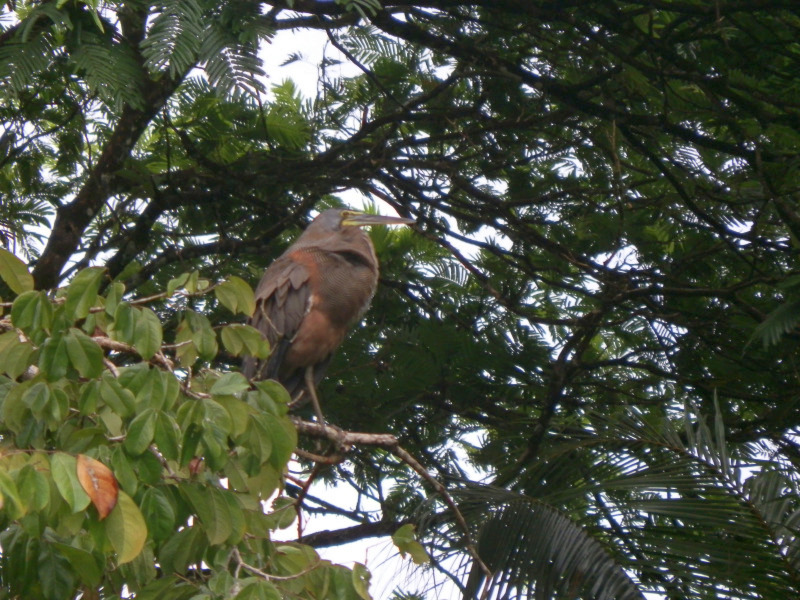 Bootsfahrt durch die Kanäle im Tortuguero Nationalpark Costa Rica