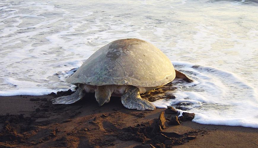 Schildkröte Tortugero