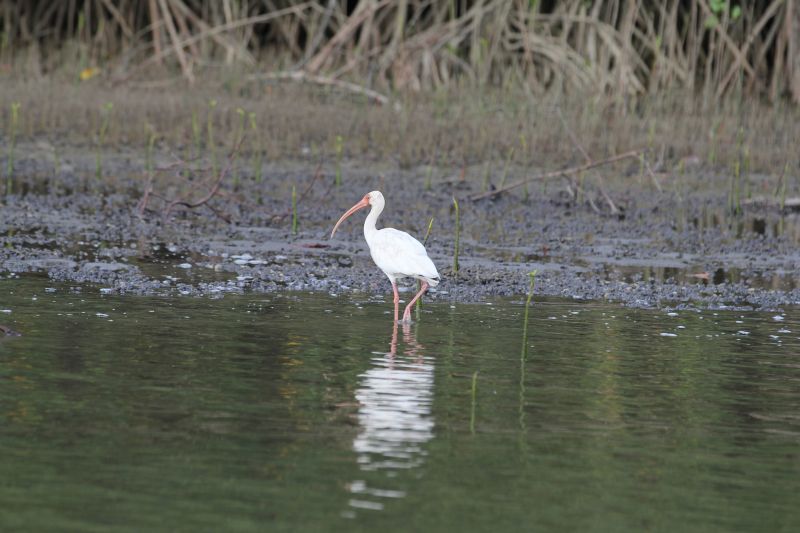 Vogelbeobachtung, Mangrovenwälder, Tumber, Peru