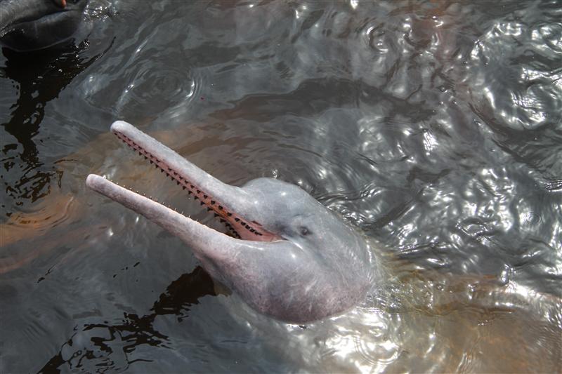 Amazonasdelfin, Manaus, Brasilien