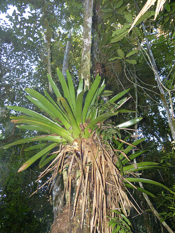 Flora und Fauna in Venezuela