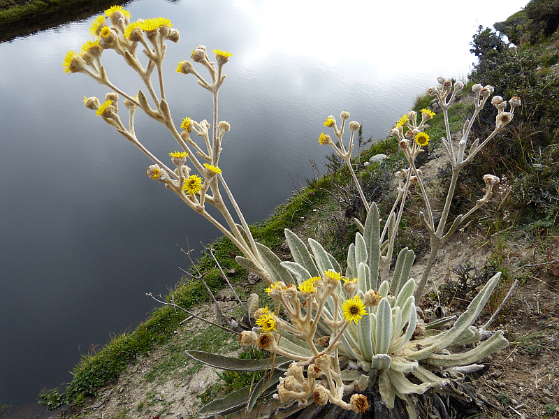Flora und Fauna in Venezuela