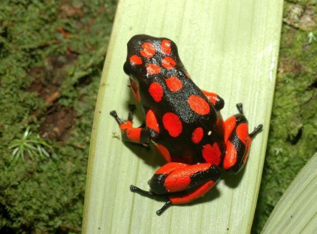 Nuqui Sehenswertes - Pfeilgiftfrosch Nuqui Sehenswertes - Pfeilgiftfrosch