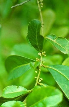 Ilex paraguayensis