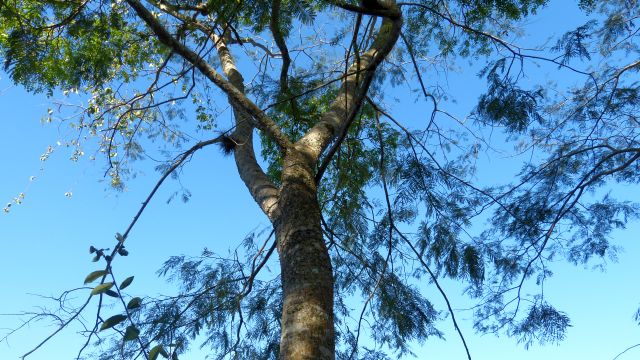 Curupay-Iguazu Curupay