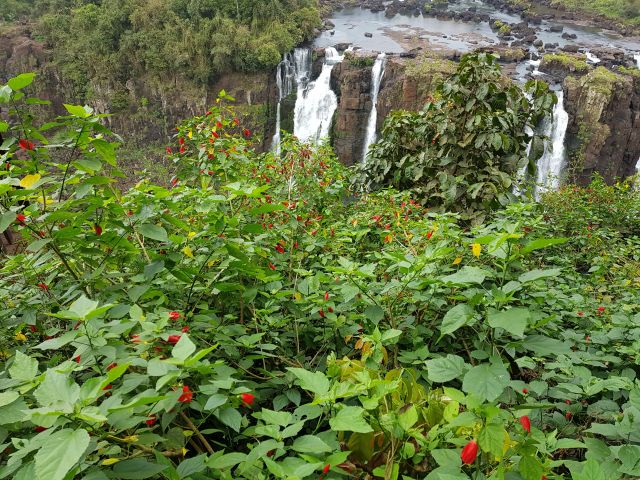 Rosa China Iguazu Rosa China