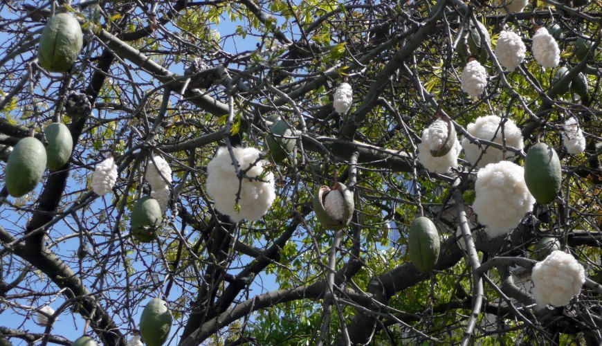 Florettseidenbaum Buenos Aires Florettseidenbaum