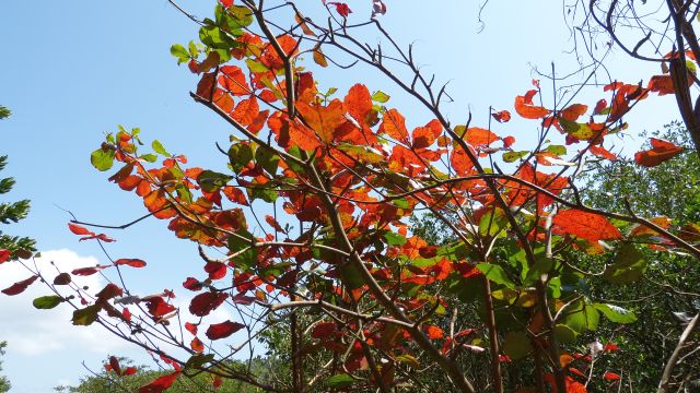 Pflanzen auf der Ilha do Mel