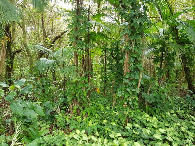 Wald Ilha do Mel Wald Ilha do Mel