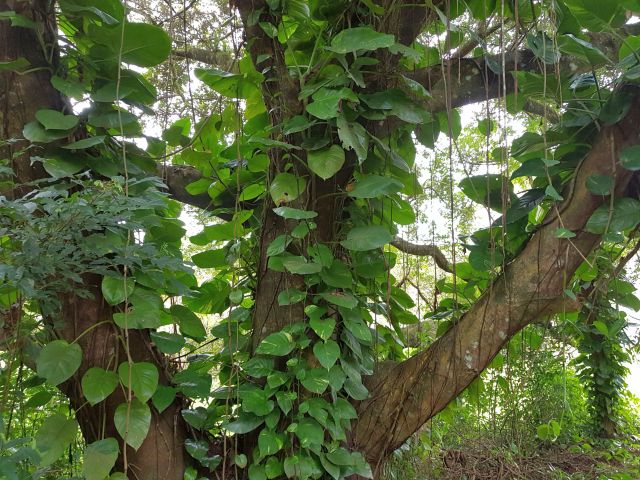 Philodendron hederaceum-Ilha do Mel Kletternder Philodentron