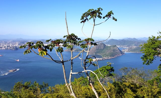 Cecropie Rio de Janeiro