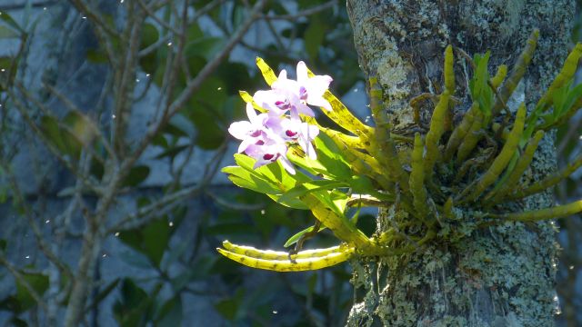 Orchidee in Rio de Janeiro