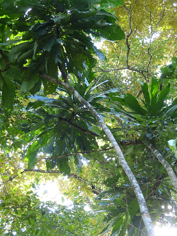 Membrillo Vegetation Bocas del Toro, Panama 