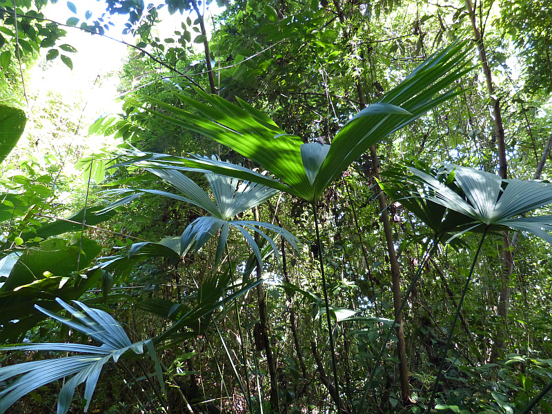 Palme für Panamahut Vegetation Bocas del Toro, Panama 
