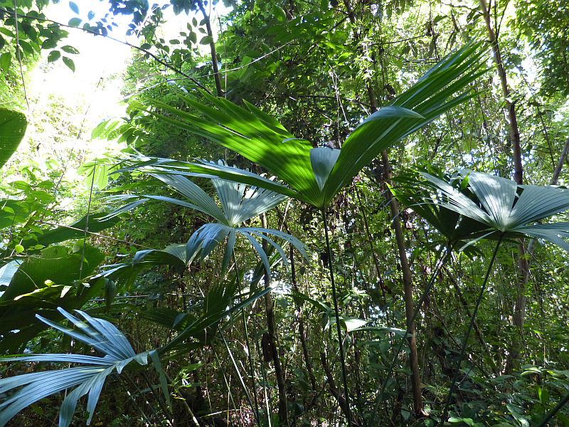 Palme für Panamahut Vegetation Bocas del Toro, Panama