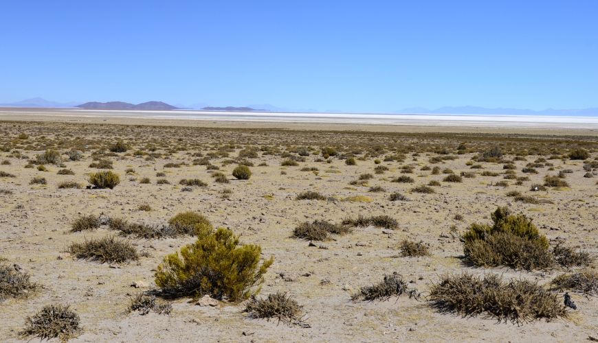 Flora Salar de Uyuni
