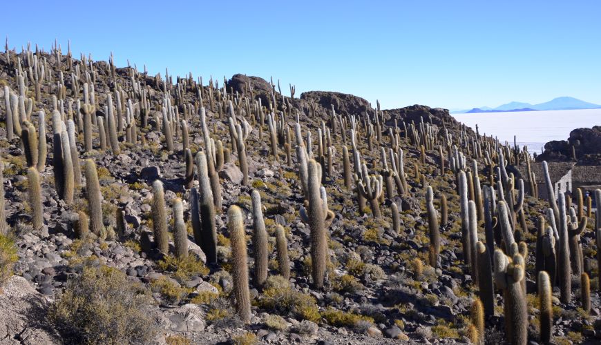 Pflanzen Salar de Uyuni