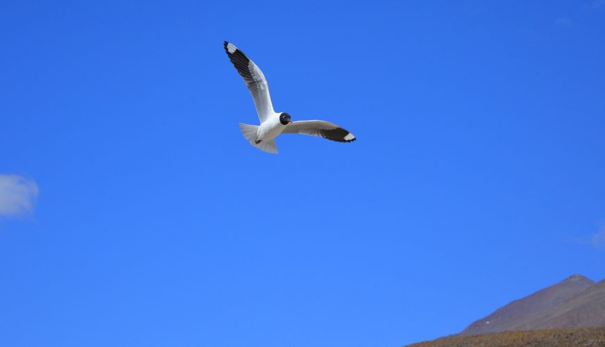 Andenmöwe