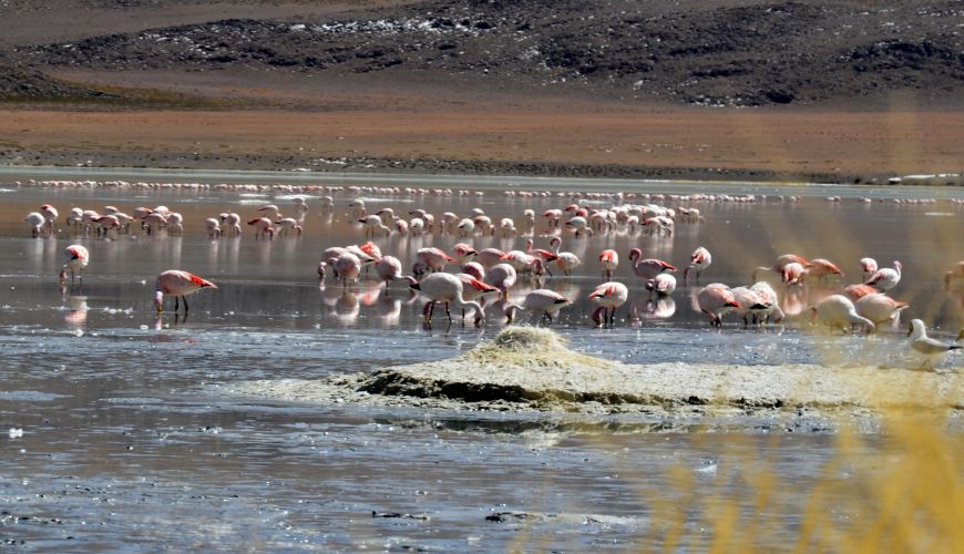 Flamingos Bolivien