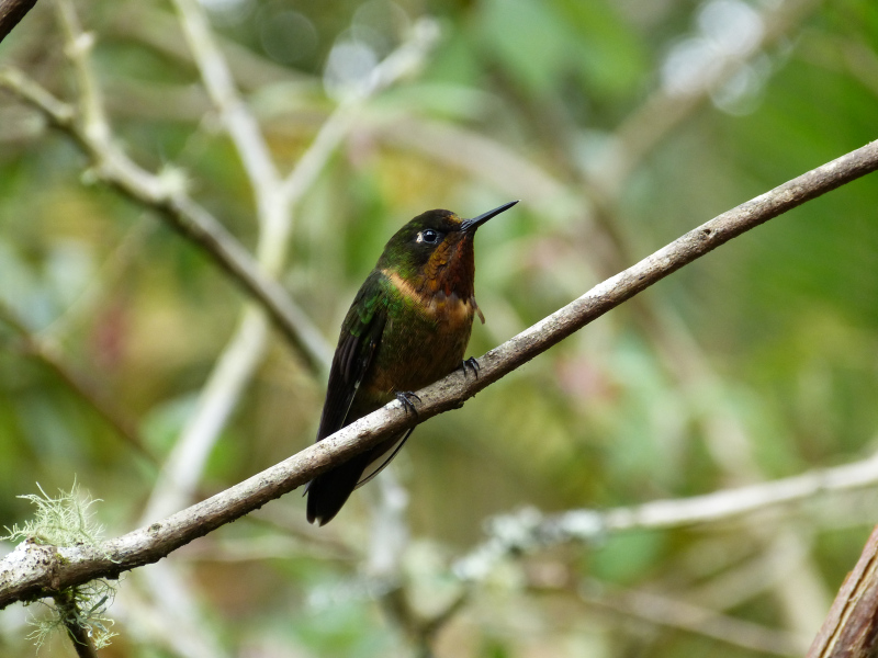 Flora und Fauna in Venezuela