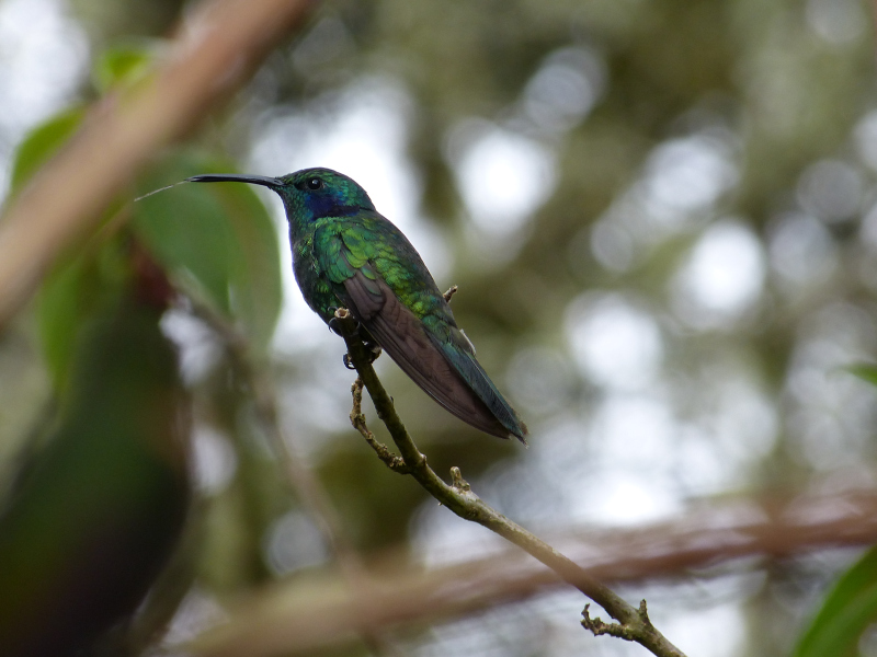 Flora und Fauna in Venezuela