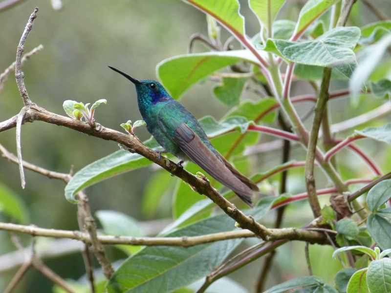 Flora und Fauna in Venezuela