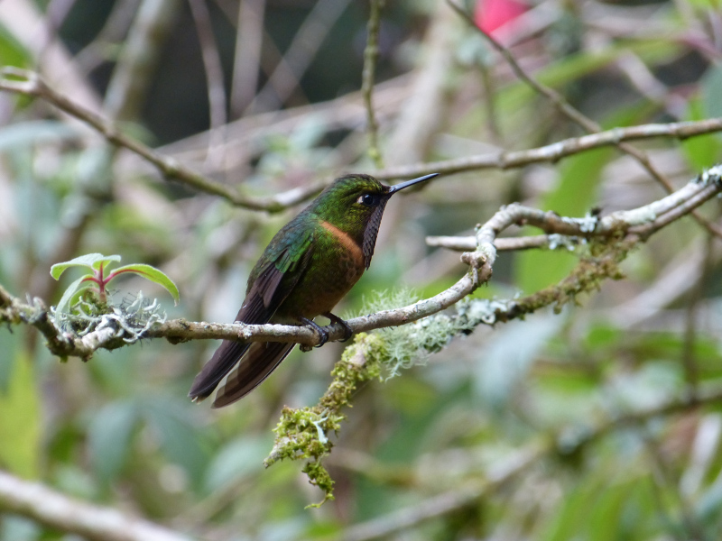 Flora und Fauna in Venezuela