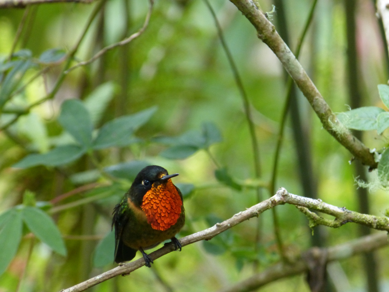 Flora und Fauna in Venezuela