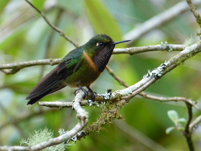 Flora und Fauna in Venezuela
