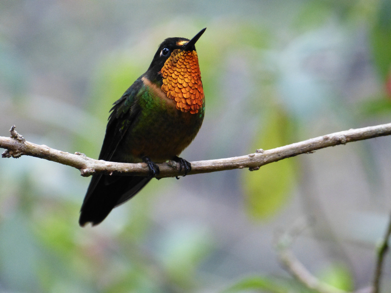 Flora und Fauna in Venezuela